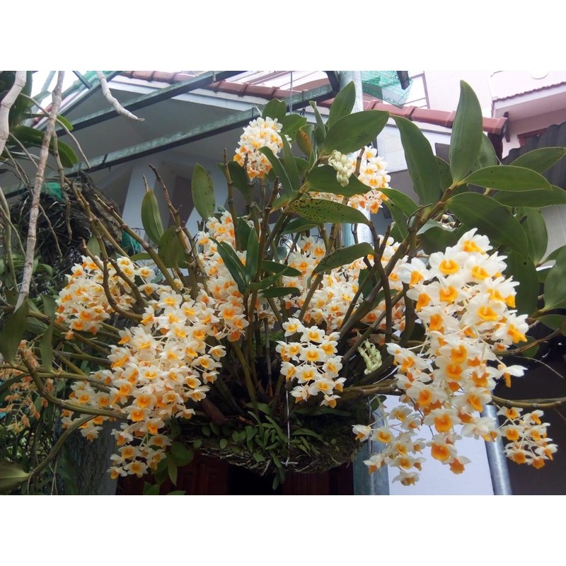 Phong lan kiều vàng - nàng thơ xinh đẹp của thế giới lan rừng