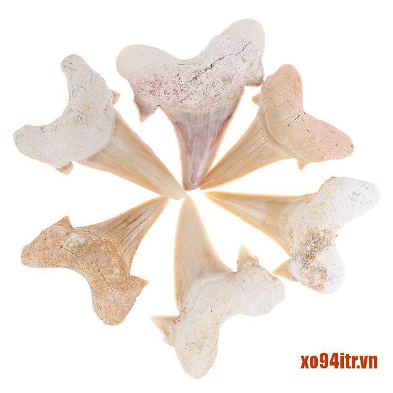 XOITR  Megalodon Tooth Fossil Shark Teeth Marine Biology Science Teaching Specimen