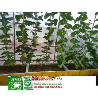 Hạt Giống Dưa Lưới Xanh - 10 hạt