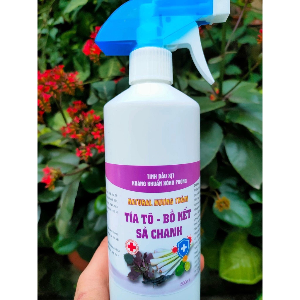 Bình xịt kháng khuẩn hương Tía Tô + Bồ Kết + Sả Chanh chai 500ml, bình xịt tinh dầu xông phòng, khử mùi-XTT