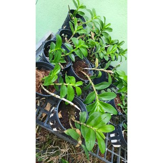 Phi điệp Hòa Bình lá mit