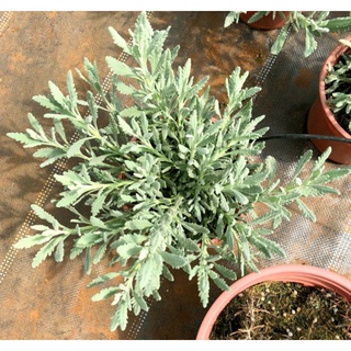 LAVENDER GOODWIN - gốc to, cây khỏe