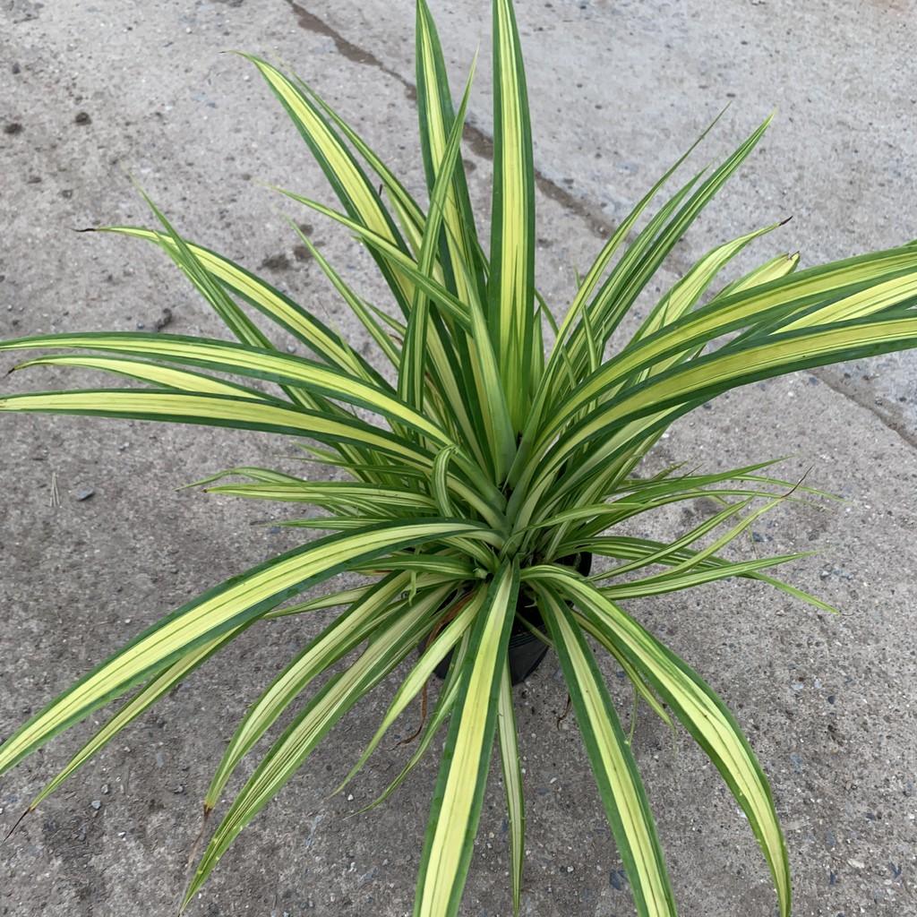 Cây dứa cảnh vàng cao 25cm, nhánh lá xum xuê tươi tốt, rất dễ trồng và chăm sóc, cây cảnh trồng công trình và sân vườn