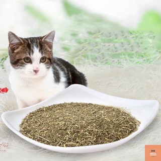 Cỏ bạc hà mèo CATNIP ❤️
