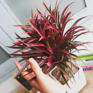 Cây PHÁT TÀI HỒNG ( cây Ánh Dương)