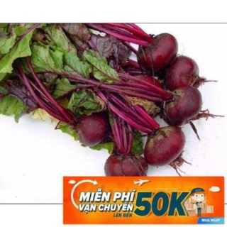2g Hạt giống Củ Dền Đỏ (tặng gói kích nẩy mầm và hướng dẫn) LuckyseadTG