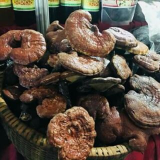 Thảo dược Mộc Linh Chi ( loại cốt )