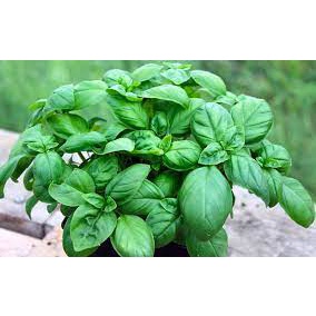 Basil Lá húng quế tươi 100g
