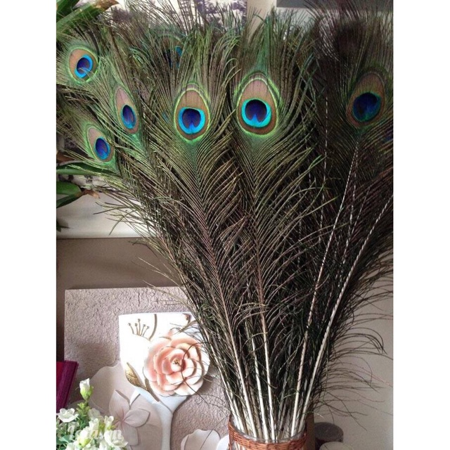 Lông công 80cm phong thủy LOẠI 1 mất lớn | BigBuy360 - bigbuy360.vn