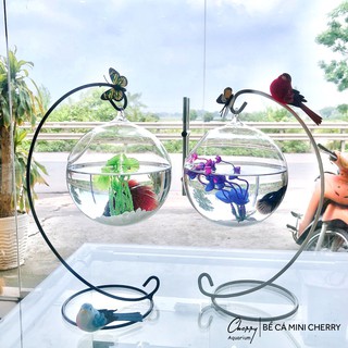 [Tặng kèm phụ kiện ] combo 2 bể cá mini 33