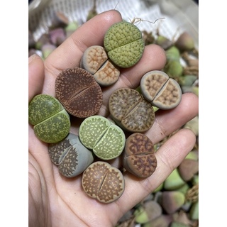 Sen mông/ lithop/ thạch lan size 1,8-2cm