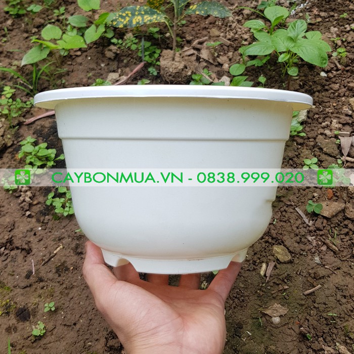 Chậu nhựa vành tròn cứng cáp chuyên trồng cây sen đá, hương thảo, cây mini, cỡ lớn bền đẹp