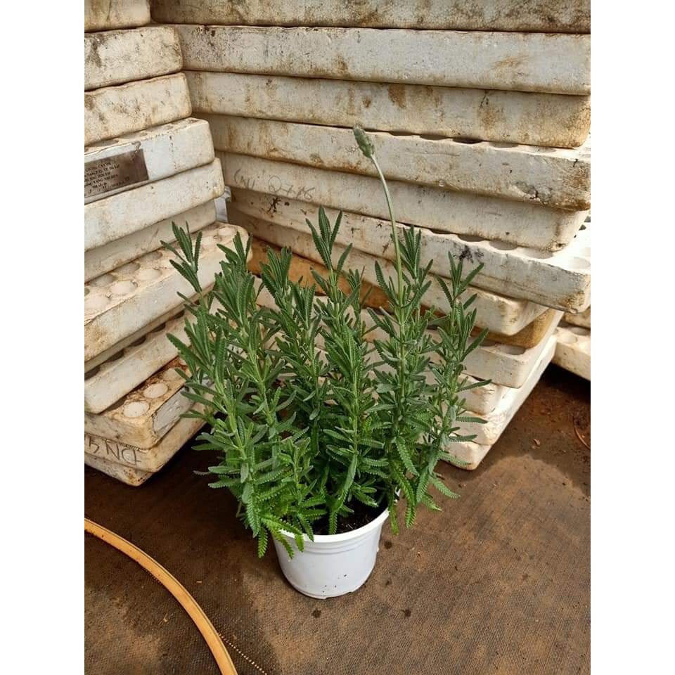 Chậu cây lavender đang hoa