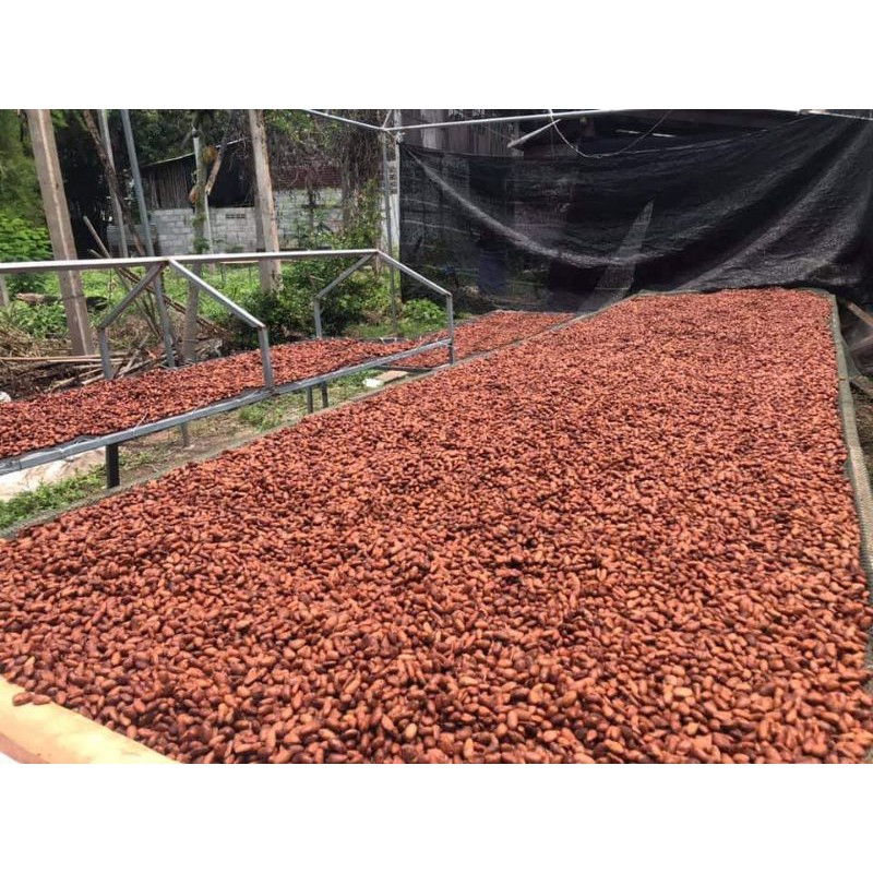 Hạt cacao thô lên men 1Kg- Cocoa beans