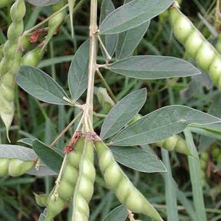Hạt giống đậu săng (đậu chiều) -gói 20gram ( CHHG )