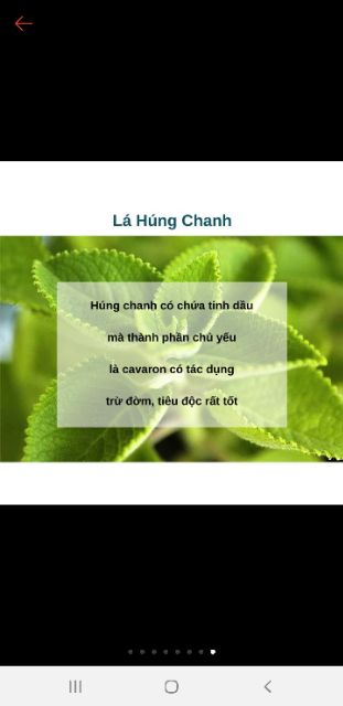 1 cây húng chanh . rau cần dài lá