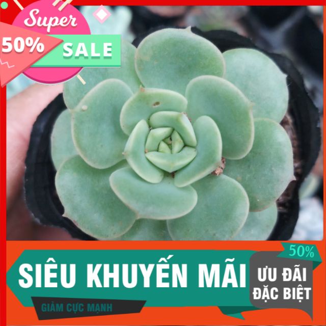 Sen đá bánh bao