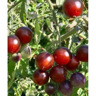 Hạt giống cà chua socola 1 gói 30 hạt