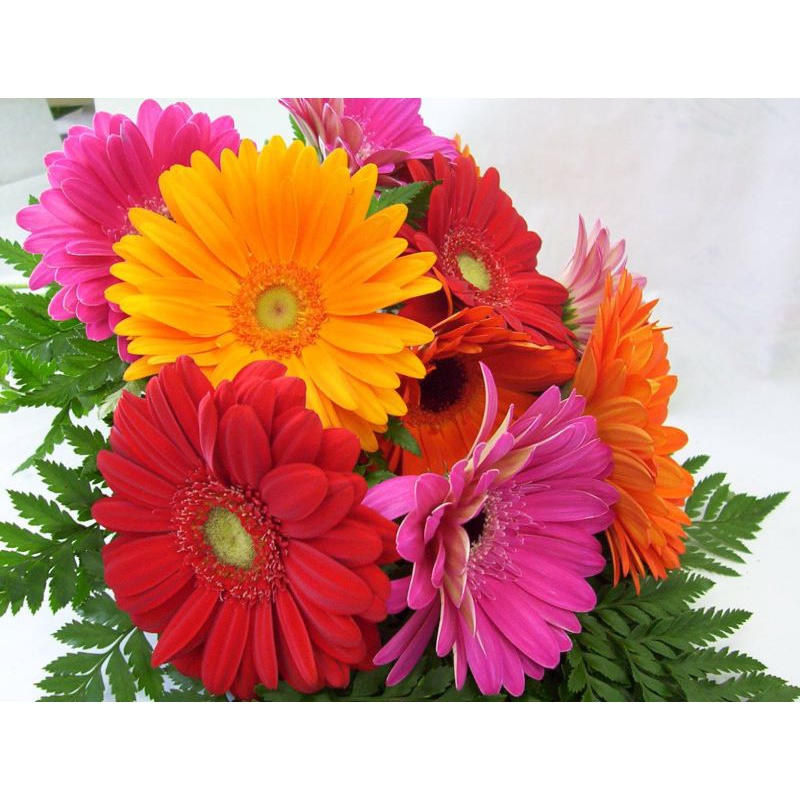 Hạt giống hoa Đồng Tiền Kép 30 Hạt Outsidepride Gerbera Daisy Flower Seed Plant Mix