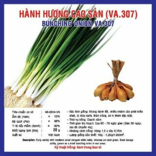 Hạt giống hành lá cao sản