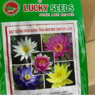 Hạt hoa súng thái mini