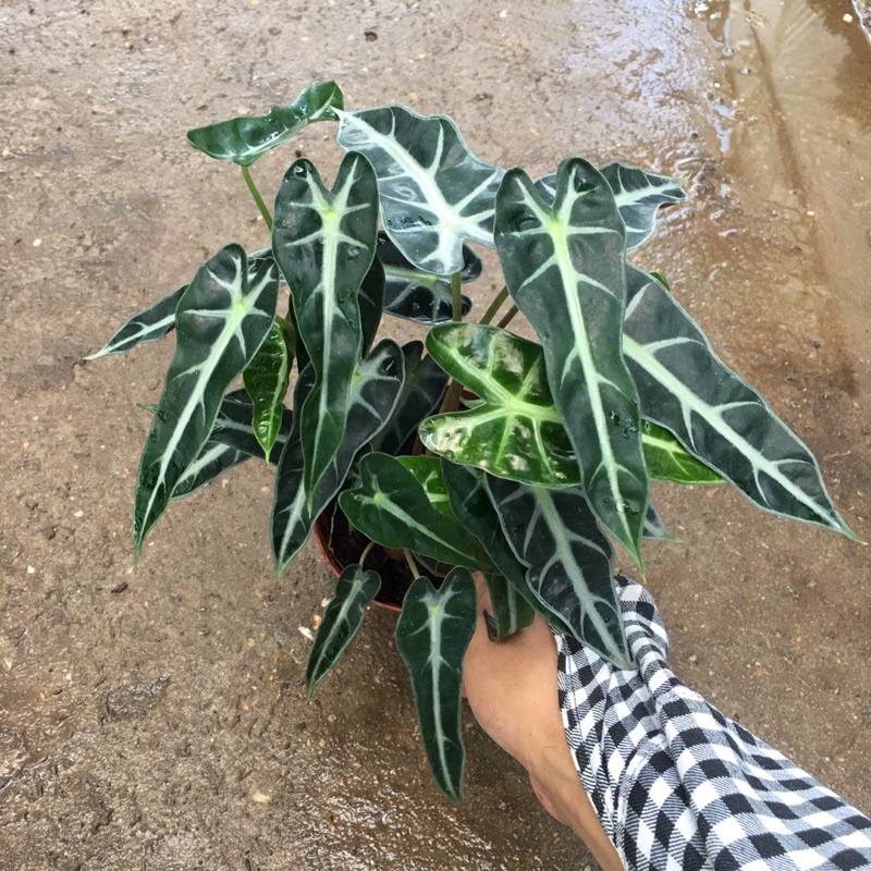 Cây Môn Quan Âm  Để Bàn