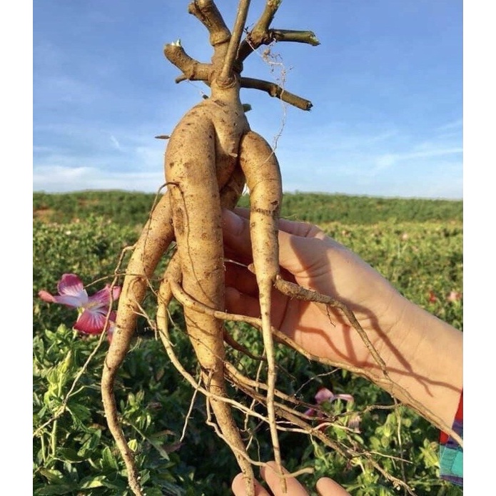 250 Hạt Giống Sâm Bố Chính - Sinh Trưởng Khỏe, Dễ Trồng Boiboi.Organic