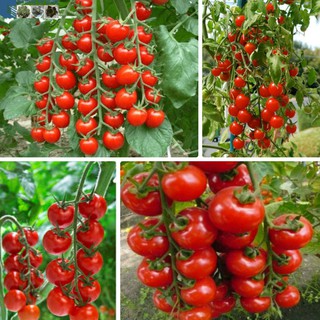 Hạt Giống Cà Chua Bi Chuỗi  Ngọc Đỏ - 30 hạt