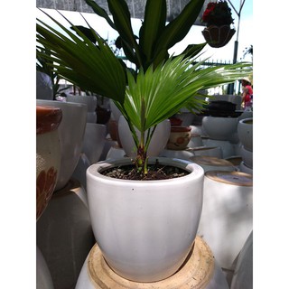 Cây Cọ Để Bàn siêu cute dễ thương