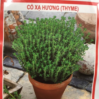Hạt giống Cỏ Xạ Hương (Thyme) 🍀