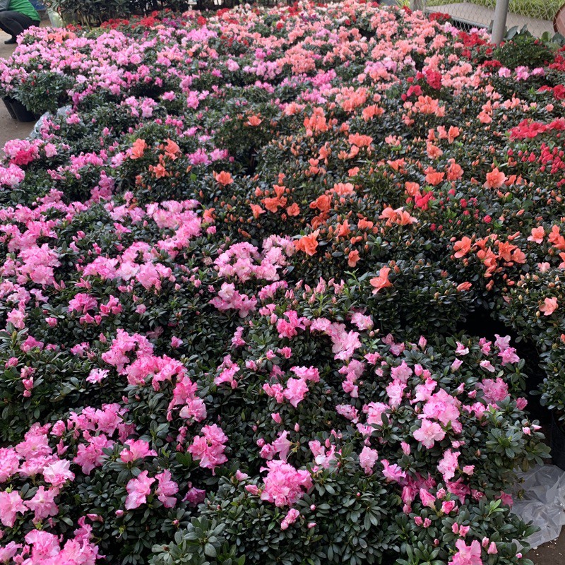 Cây hoa đỗ quyên màu trắng hồng cao 27cm, xum xuê bông hoa to và cực sai nụ, cây hoa trồng để bàn và trang trí ngày Tết