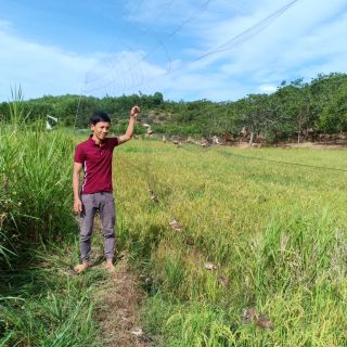 30m lưới bẫy chim tàn hình