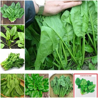 Hạt Giống Cải Bó Xôi Chịu Nhiệt (Rau Chân Vịt)