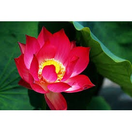 Gói 10 hạt giống sen ta - Sen Hồng Việt Nam - Vietnamese Lotus