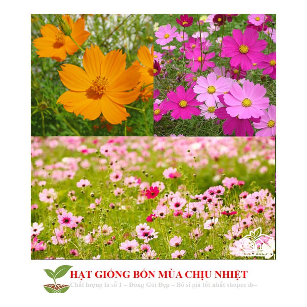 Hg5a 100H - SIÊU SALE HẠT GIỐNG HOA CÁNH BƯỚM MIX ĐẾN MÙA TRỒNG TẾT luckyseed hạt siêu rẻ