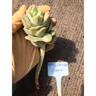Cây sen đá bông hồng hà lan thụ _🌱hàng sẵn vườn boybongarden