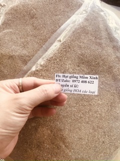 1kg Hạt giống cỏ thảm sân vườn