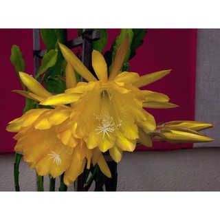 CÂY GIỐNG HOA NHẬT QUỲNH