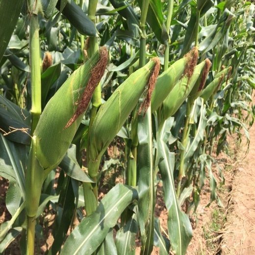 Hạt giống bắp nếp dẻo thơm ngon (ngô nếp) - rau củ quả trồng chậu, sân vườn ban công ngon giòn ngọt 10g RADO 936