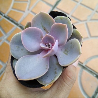 Sen đá hồng dâu - size nhỏ (5-8cm)