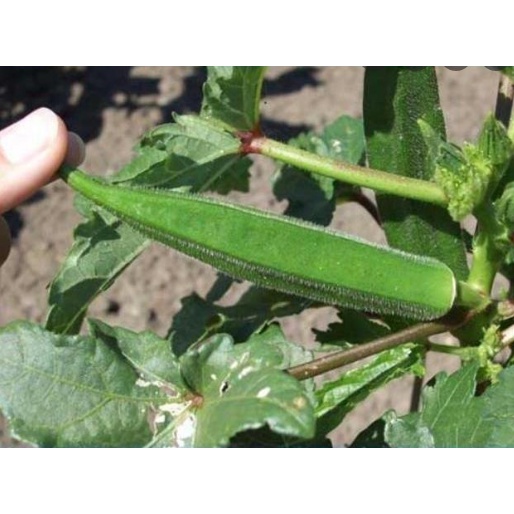 Siêu ra bông , đậu trái - Grow 5-5-5 Ba lá Xanh 10ml