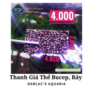 Giá thể thủy sinh trồng Bucep trồng Ráy - Giá thể trồng cây thủy sinh Darlac's Aquaria