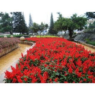 Hạt giống hao xác pháo đỏ