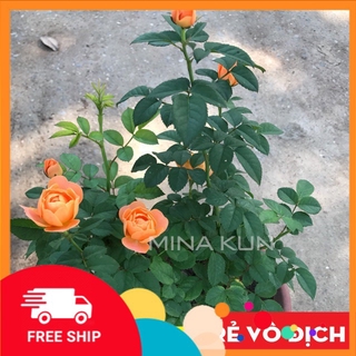 Hoa hồng Tezza cam cá hồi - Cây trồng ổn định sẵn trong chậu MinaKun Shop