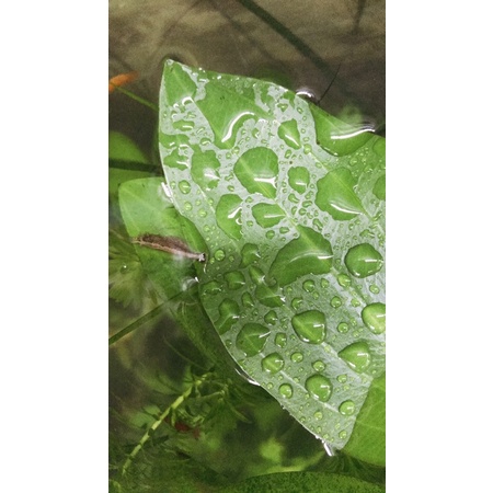 ốc sát thủ ( hele na)