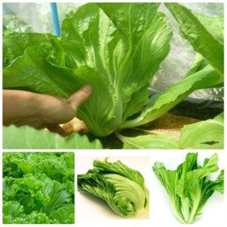 hạt giống rau cải bẹ rau dưa 15gr