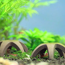 Đồ Chơi Tép Sao  Cánh (1 cái), Trang Trí Bể Cá Tép Cảnh