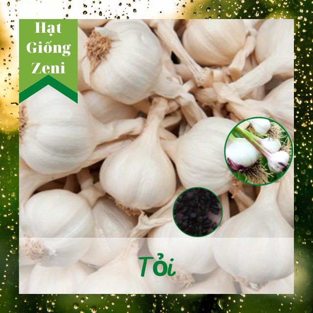 Hạt Giống Tỏi Ta Dễ Trồng, Shop Hạt Giống Zeni ZN00047