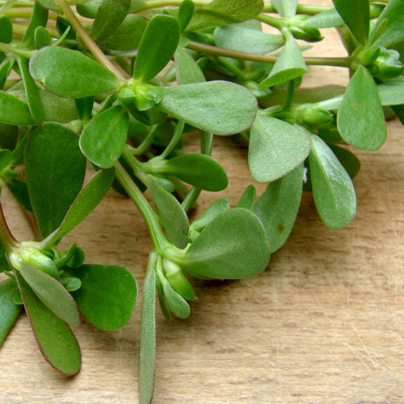 Hạt Giống Rau Sam