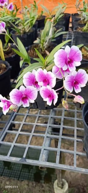 Hoa Lan Dendro Yaya cây trưởng thành đang hoa nụ